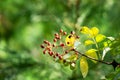 Red fruit of Zanthoxylum americanum, prickly ash, toothache tree, yellow wood, suterberry or Sichuan pepper Royalty Free Stock Photo