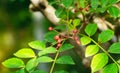 Red fruit of Zanthoxylum americanum, prickly ash, toothache tree, yellow wood, suterberry or Sichuan pepper Royalty Free Stock Photo