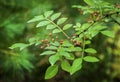 Red fruit of Zanthoxylum americanum, prickly ash, toothache tree, yellow wood, suterberry or Sichuan pepper