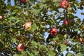 Red fruits of apples on the tree. Harvesting Royalty Free Stock Photo