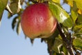 Red fruits of apples on the tree. Harvesting Royalty Free Stock Photo