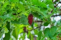 Red fruits on the branch of a tree in a summer garden. wet leaves after rain Royalty Free Stock Photo