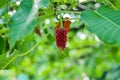 Red fruits on the branch of a tree in a summer garden. wet leaves after rain Royalty Free Stock Photo