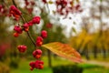 Red fruits closeup