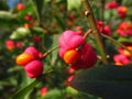 Red fruits of common spindle