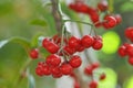 Red fruits of coral ardisia or ardisia crenata berry, ornamental plant originating in Asia, also known as garden coffee. Royalty Free Stock Photo