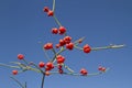 Red fruits of ephedra by the bright sky. Royalty Free Stock Photo