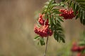 red fruits and greef leaves of Sorbus aucuparia, Mountain Ash Rowan Tree Royalty Free Stock Photo