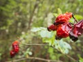 Red fruits growing on a tree with raindrops after the rain