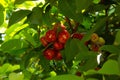 Red fruits on syzygium tree