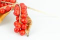 Red fruits of Iris foetidissima on a white background. Wild iris