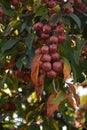 Red fruits of Malus Hupehensis on a tree
