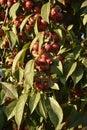 Red fruits of Malus Hupehensis on a tree