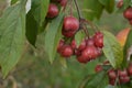 Red fruits of Malus Hupehensis on a tree