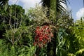 Red fruits of Manilla palm tree in Grande Riviere village in Trinidad and Tobago