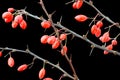 Red fruits ornamental shrubs in black background