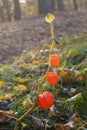 Red fruits of Physalis alkekengi in warm autumn park. Thin cobweb on the plant. Gold autumn Royalty Free Stock Photo