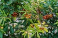 Red fruits of Pittosporum tobira among green leaves on branches Royalty Free Stock Photo