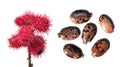 Red fruits of Ricinus isolated on white. Seeds of Castor Bean Plant or Ricinus communis on white background Royalty Free Stock Photo