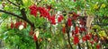 Red fruits of schisandra growing on branch in row. Clusters of ripe schizandra