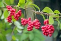 Red fruits of schisandra growing on branch in row. Ripe schizandra on liana in garden