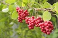 Red fruits of schisandra growing on branch in row. Schizandra on liana in garden