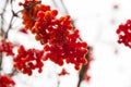 Red fruits of the shrub Viburnum opulus