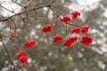 Red fruits of the shrub Viburnum opulus