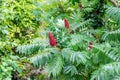 The red fruits of Staghorn sumac or velvet sumac ,Rhus typhina Royalty Free Stock Photo