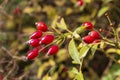 Red fruits of Sweet briar, Rosa Rubiginosa Royalty Free Stock Photo