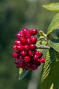 Red fruits of wayfaring tree Royalty Free Stock Photo