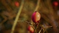 Red fruits of wild rose on the blurred autumn meadow background Royalty Free Stock Photo