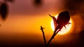 Red fruits of wild rose on the sunset background Royalty Free Stock Photo