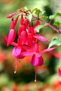 Red Fuchsia