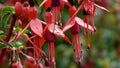 Red fuchsia Ireland close up