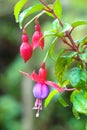 Red Fuchsia or Lady's Eardrops flower Royalty Free Stock Photo