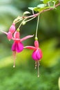 Red Fuchsia or Lady's Eardrops flower Royalty Free Stock Photo
