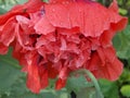 Red full poppy flower close up Royalty Free Stock Photo