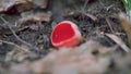 Red Fungi Sarcoscypha Coccinea. Order Pezizales. Family Sarcoscyphaceae. Nature And Ecology. Scarlet Elf Cup On Forest