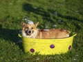 Red funny Corgi dog puppy sitting in a basin of water on the grass in a Sunny summer garden and washing against the background and Royalty Free Stock Photo