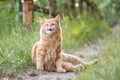 Red funny stray cat outdoors in nature Royalty Free Stock Photo
