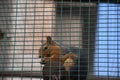Red squirrel in cage