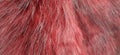 Red fur texture ,close-up useful as background - image