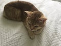 Red furred cat on white blanket