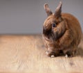 Red furry bunny listening