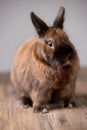 Red furry bunny looking into camera