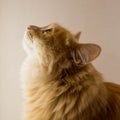 Red furry cat looks up. Profile of a cat Royalty Free Stock Photo