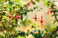 Red fushia flowers against natural green background Royalty Free Stock Photo