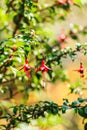 Red fushia flowers against natural green background Royalty Free Stock Photo