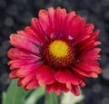 Red gaillardia flower with a red-yellow center close-up. There are drops of rain on the petals of the flower. Floral background Royalty Free Stock Photo